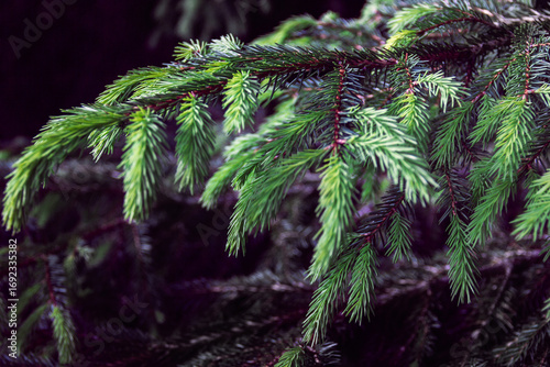 spruce branch as a background