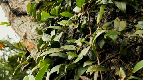 Close Up of Exotic Plants and Moss on Tree Bark in Wet Rainforest Environment