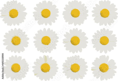 Seamless daisy flower pattern, white petals, yellow center, nature background, spring floral art, botanical repeat design, vector texture, blooming flowers, decorative print