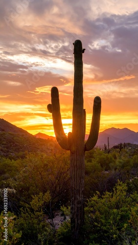 Silhouette saguaro cactus at sunset