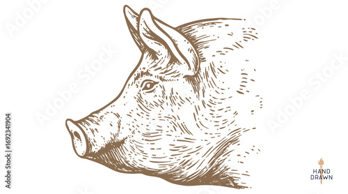 Pork, pig, hog sketch. Vintage retro print, black white farm domestic pig sketch ink pencil style drawing, engrave old school. Sketch artwork silhouette pig, white background. Vector Illustration