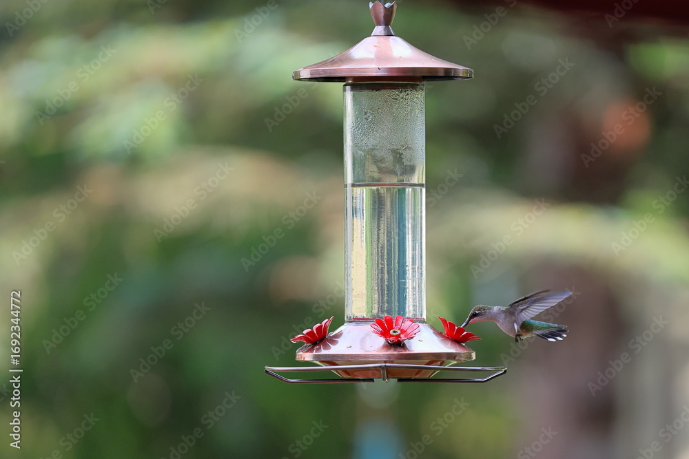 Naklejka premium Female ruby-throated hummingbird drinking from a backyard feeder
