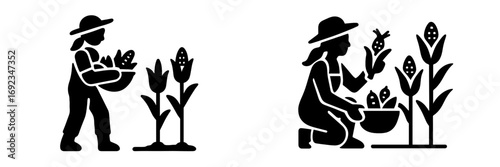 Farmer harvesting corn glyph icon set. Black silhouette of a person picking maize from a stalk and putting it in a basket. Agricultural worker in a field, simple pictogram for farming and