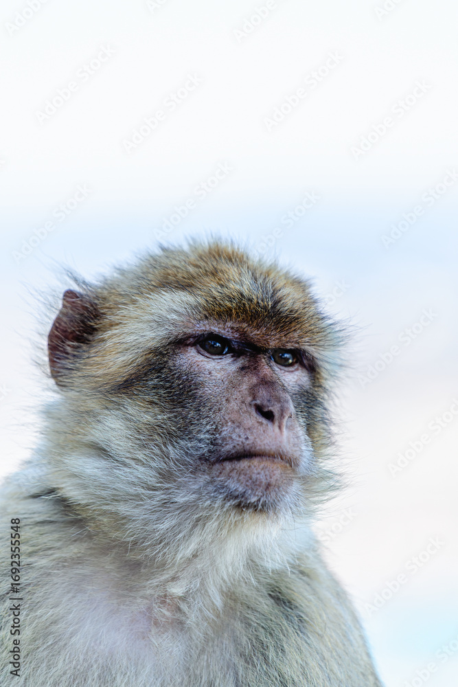 Fototapeta premium Barbary macaque (Macaca sylvanus), also known as the tailless macaque.
