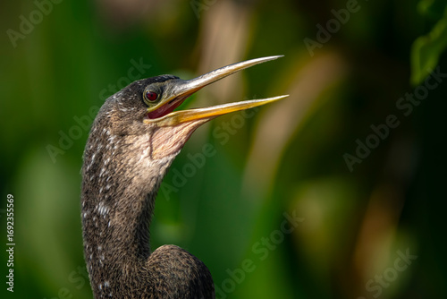 Bild auf Leinwand anhinga