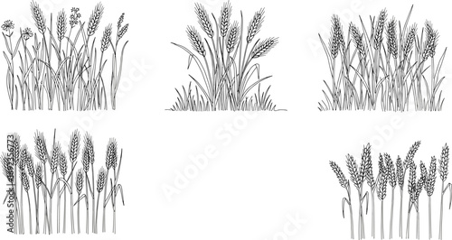 Hand-drawn wheat and wild grass sketches, botanical illustrations, natural plant drawings, vintage style grain crops, agricultural field plants collection