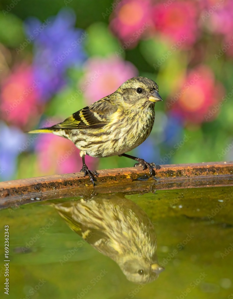 Naklejka premium A small bird perched on a water basin