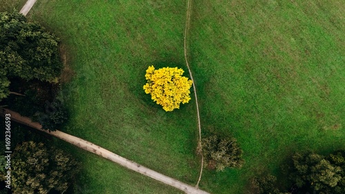Aerial view of a bright yellow autumn tree standing out against a vast green meadow, intersected by walking paths and surrounded by patches of forest.