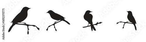 Elegant Cardinal Bird Silhouette Vector Graphic, Birds icon nice birds, vector illustration.