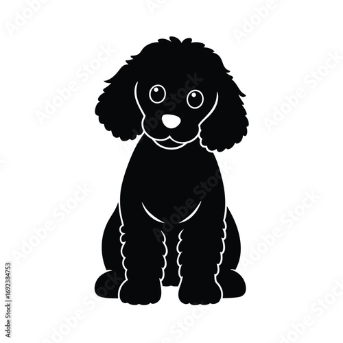 black and white poodle puppy 