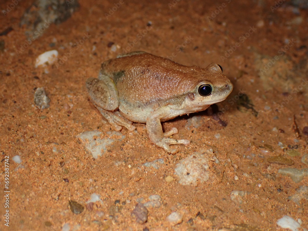 Obraz premium Desert Tree Frog (Litoria rubella)