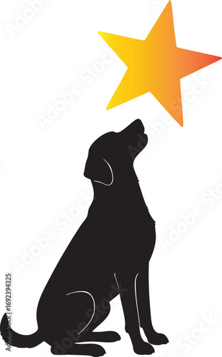 Dog Gazing at Star