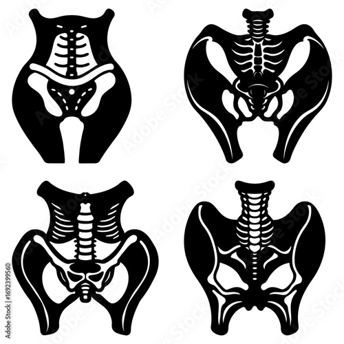 Anatomical illustrations showing the skeletal structure of the pelvis and spine in four different views