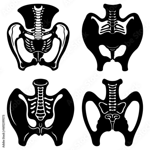 Four anatomical illustrations of the human pelvis and spine in black and white medical diagrams of bones anatomy