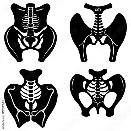 Four black and white anatomical illustrations of pelvis and spine structures in varying perspectives and designs