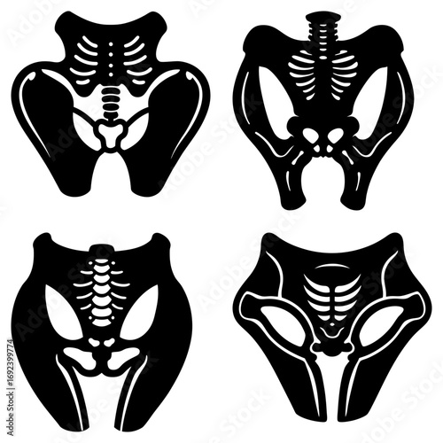 Anatomical illustrations showing four different pelvic bone structures in black and white design style