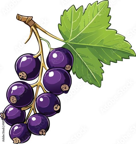 Blackcurrant Branch