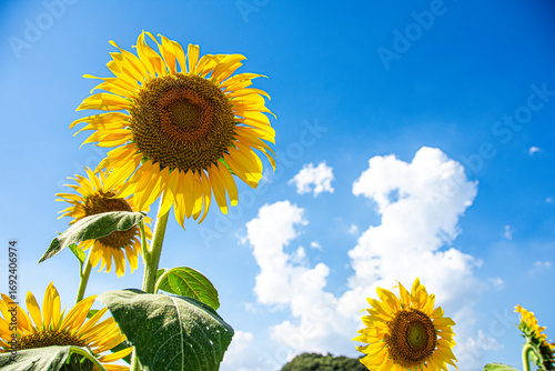 青空とひまわり
