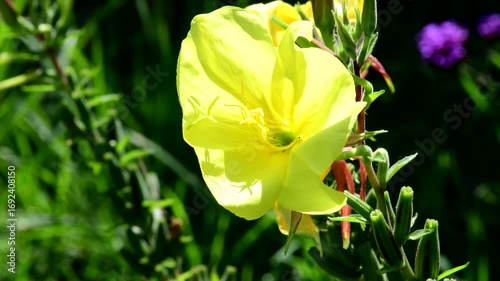 evening primrose, American medicinal plant with flower and seeds