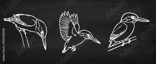 Eisvogel Lineart Vektorgrafik Kreidetafel Collage exotische Vögel Handzeichnung Illustration
