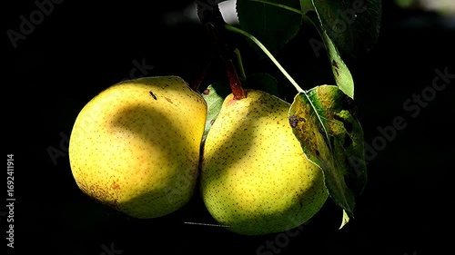 Pear tree with ripe pears in summertime in Germany
