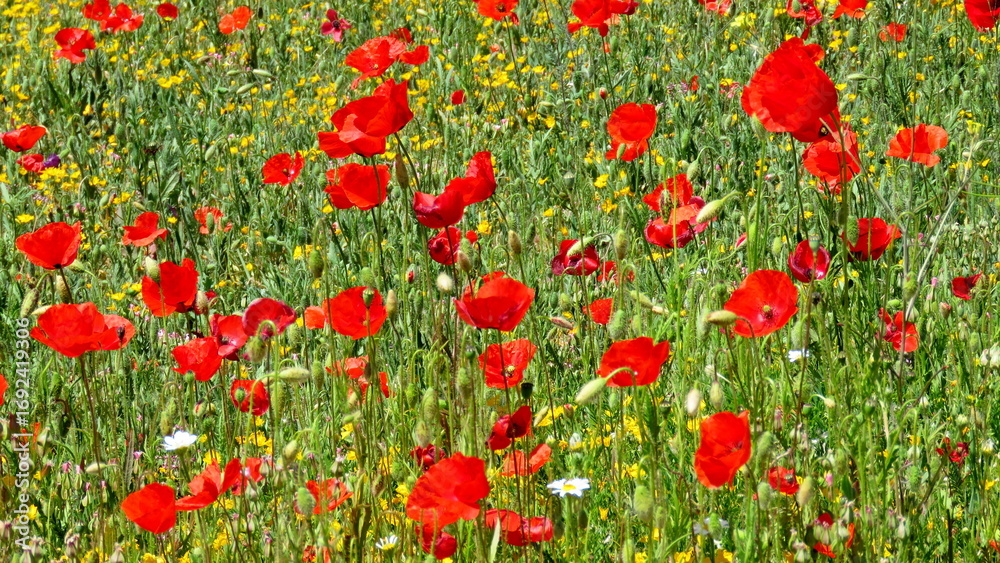 Fototapeta premium poppy fields in the springtime countryside of Alcala del Jucar