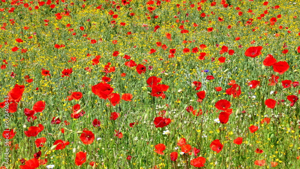Fototapeta premium poppy fields in the springtime countryside of Alcala del Jucar