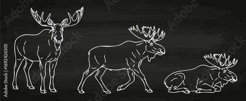 Elch Lineart Vektorgrafik Kreidetafel Collage Tiere Handzeichnung Illustration Wildnis