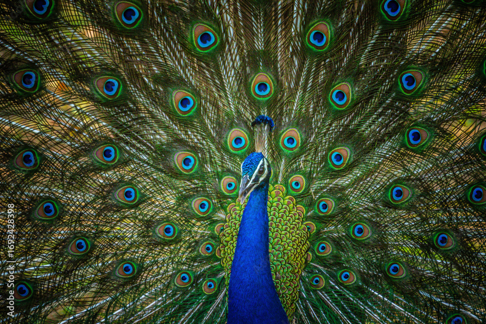 Obraz premium Indian peafowl (Pavo cristatus) captured in its natural habitat at Pench, India.