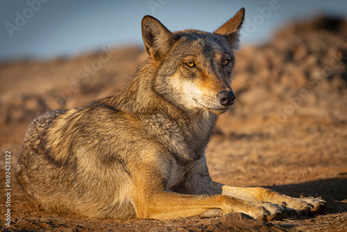 Photography The Indian Wolf (Canis lupus pallipes), a mammalian native, captured in the grasslands of Bhigwan, Maharashtra, India