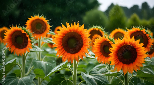 sunflowers in the field