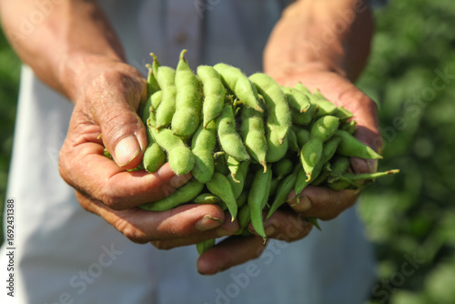 Farmer Holding Fresh Soybeans Edamame Harvest in Hands - Shandong Agriculture