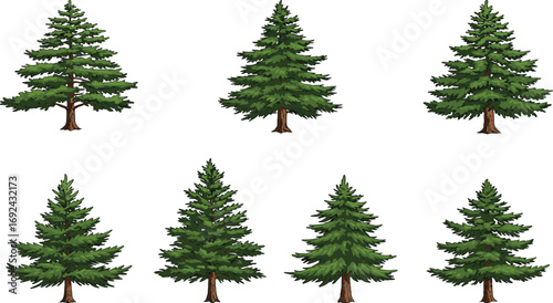 Vector evergreen pine tree set, forest coniferous trees illustration, detailed green fir and spruce collection for winter, holiday, or nature-themed design