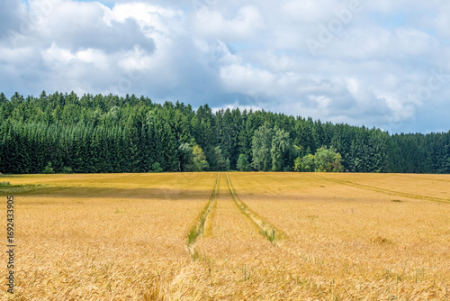 Ripe wheat field and forest in the background.