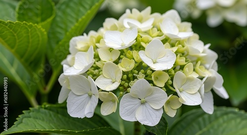 Close up of a white hydrangea flower in bloom with green leaves.