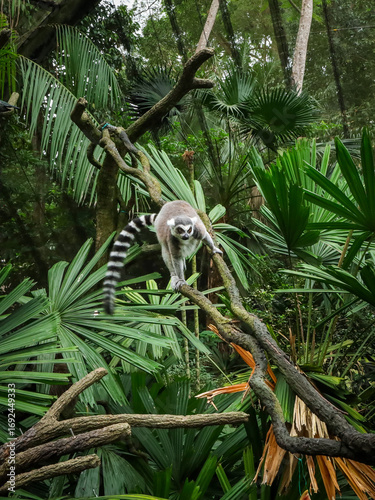 Close-up of a lemur catta climbing a tree branch in the Singapore Zoo. 