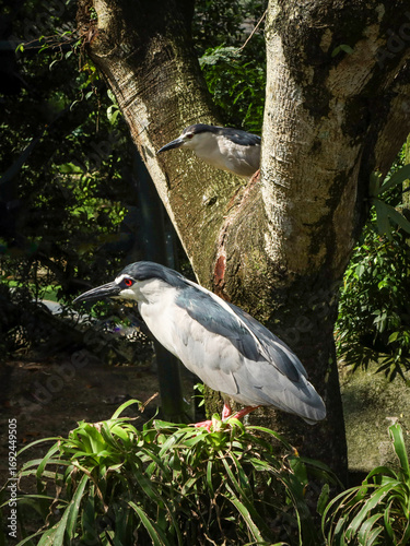 Photography Close-up of two night heron birds on the tree branch in Kuala Lumpur Bird Park, Malaysia