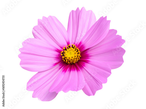 pink daisy isolated on white