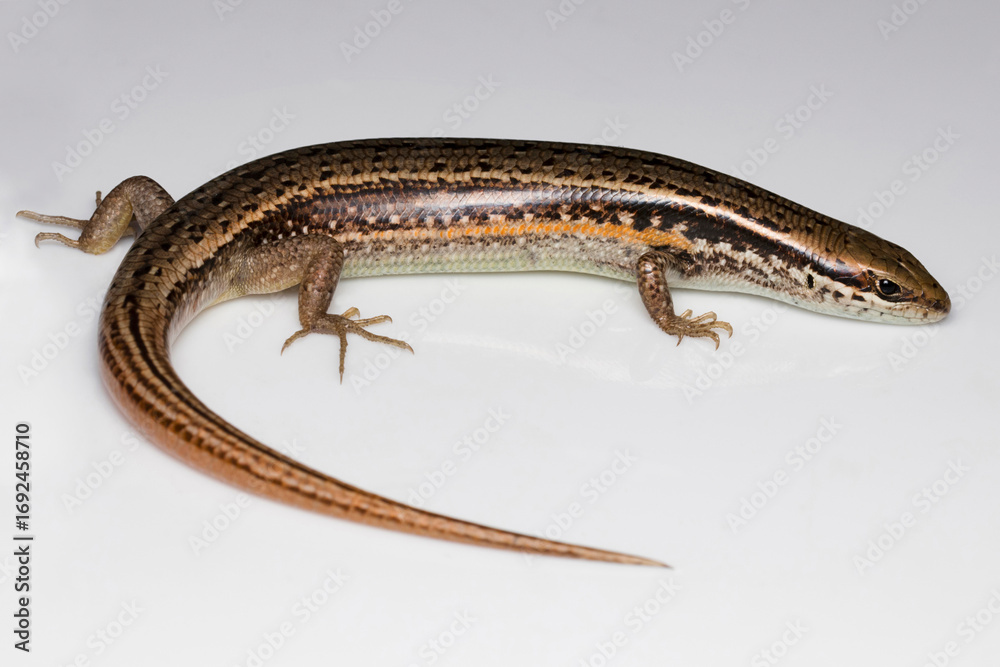Obraz premium Ablepharus species, a kind of skink, detected in the natural habitat of Himachal Pradesh, India.