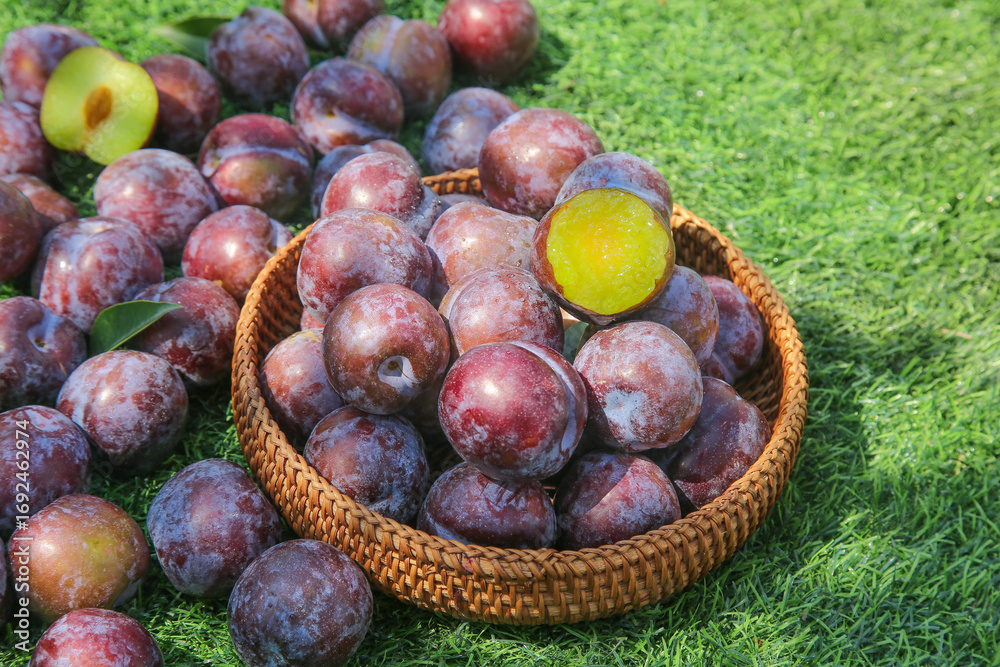 Fototapeta premium Fresh Red and Purple Plums in Wicker Basket on Green Grass - Ripe Stone Fruit Harvest