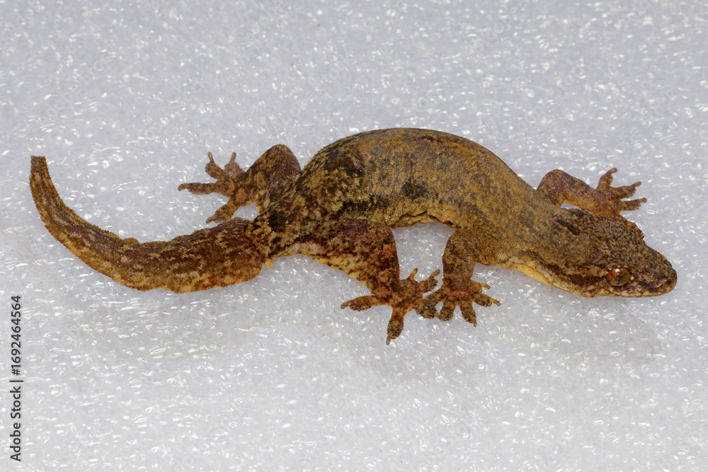 Naklejka premium A specimen of Cyrtodactylus, a gecko species, photographed in its natural habitat in Mizoram, India.