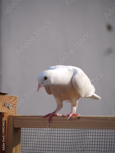 white dove on a fence