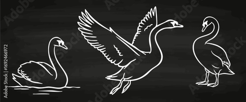 Schwan Lineart Vektorgrafik Kreidetafel Collage Tiere Handzeichnung Illustration elegant