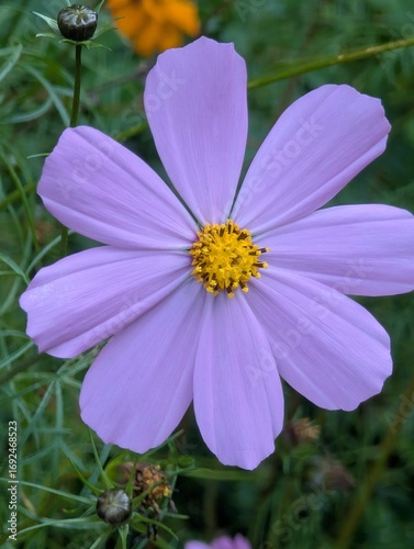 Close-up of purple garden cosmos flower.