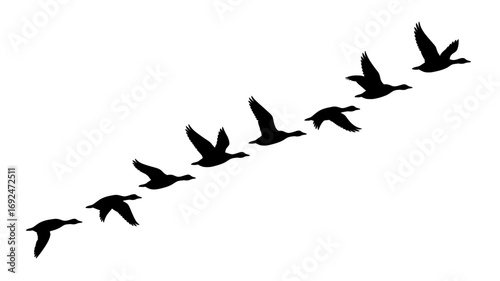 Silhouette of a flock of geese flying in formation against a white background in a diagonal line