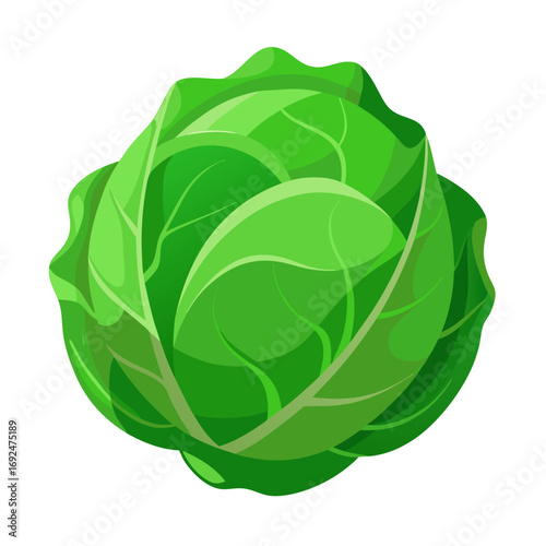 cabbage isolated on white background