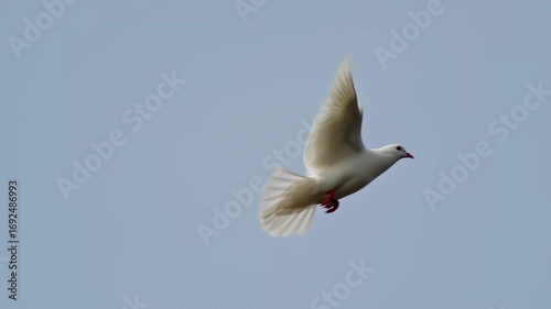 White Dove in Flight: Symbol of Peace and Freedom