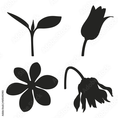 Silhouettes of plant growth stages sprout bud open flower wilted bloom silhouette vector illustration white background