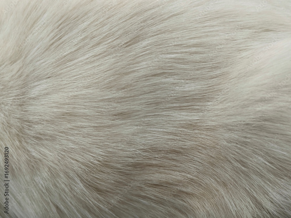 Close up light brown cat fur texture background Close up light brown cat fur texture background