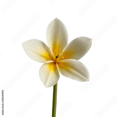 white flower isolated on white